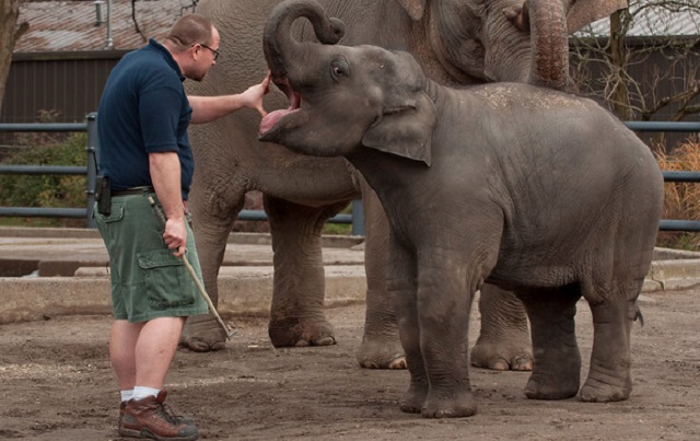 An Oregon Zoo elephant and an elephant keeper, April 2015 (KOIN 6 News)