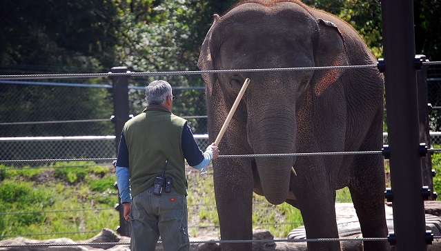 Oregon Zoo elephant Rose-Tu and an elephant keeper, April 2015 (KOIN 6 News)