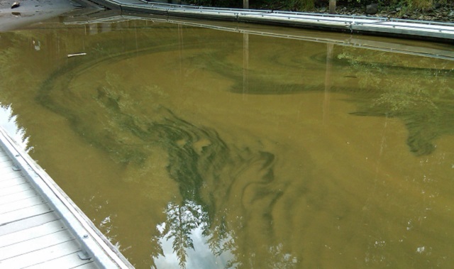 Blue-green algae in the Foster Reservoir, Sept. 6, 2013 (U.S. Army Corps of Engineers)_154756