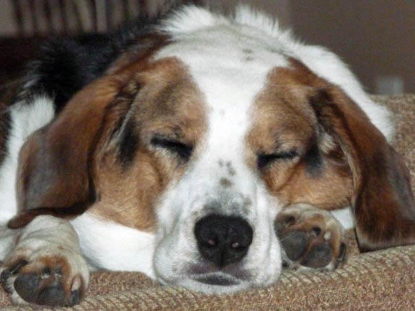 Lucy the Beagle-Border Collie mix was adopted in NYC over 10 years ago. (Colin Miner)