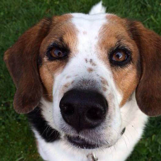 Lucy the Beagle-Border Collie mix was adopted in NYC over 10 years ago. (KOIN)