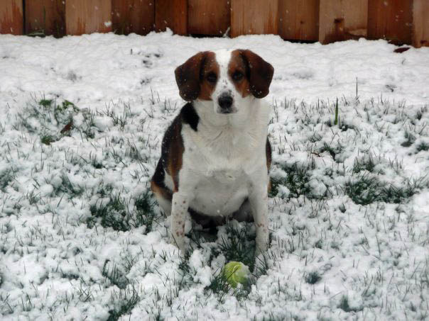 Although she didn't like the rain in NY, Lucy is a big fan of it here in Portland. (Colin Miner)