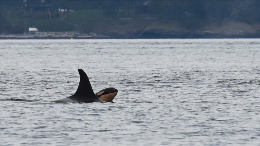 Baby Orca_220587