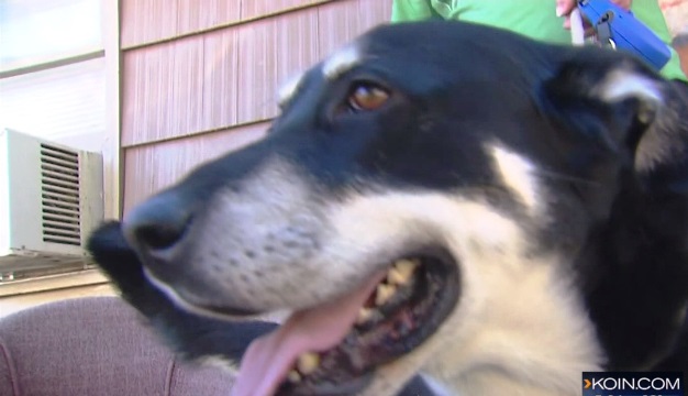 Sarena Moore's service dog "knows she's been missing," said her fiancee, Travis Dow, Oct. 10, 2015 (KOIN)
