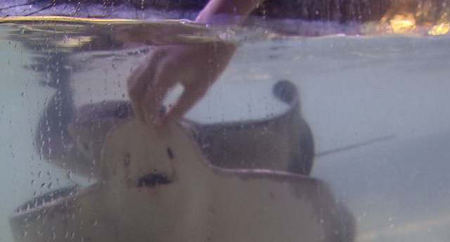 A person hand feeds a ray at the Portland Aquarium in Milwaukie, Dec. 17, 2015 (KOIN)