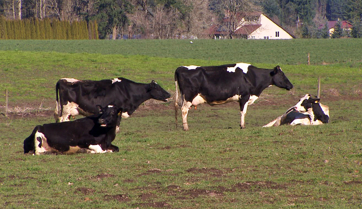 A local family is bringing the idea behind old fashioned milk bottles back to life. (KOIN)