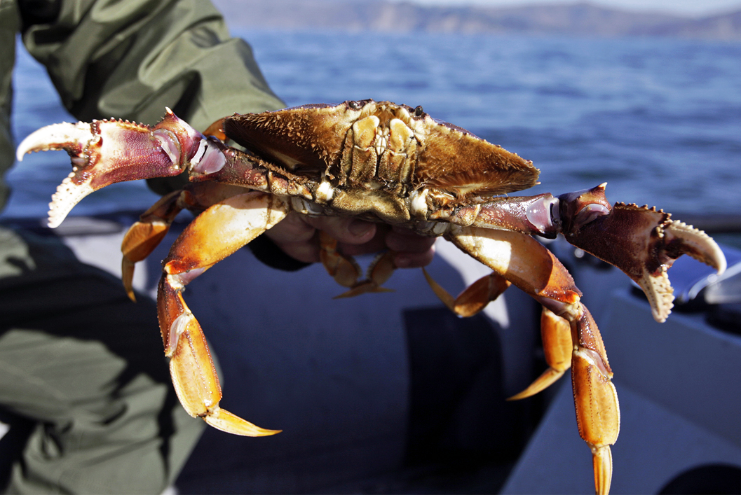 California Crab Season_306787