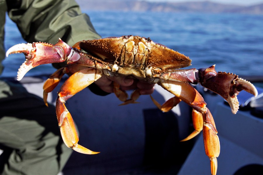 California Crab Season_306787