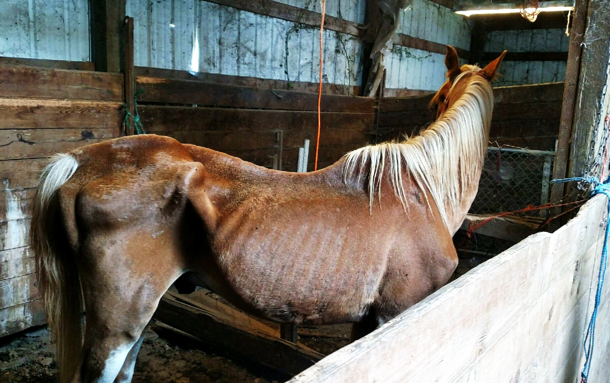 doug the horse_337602