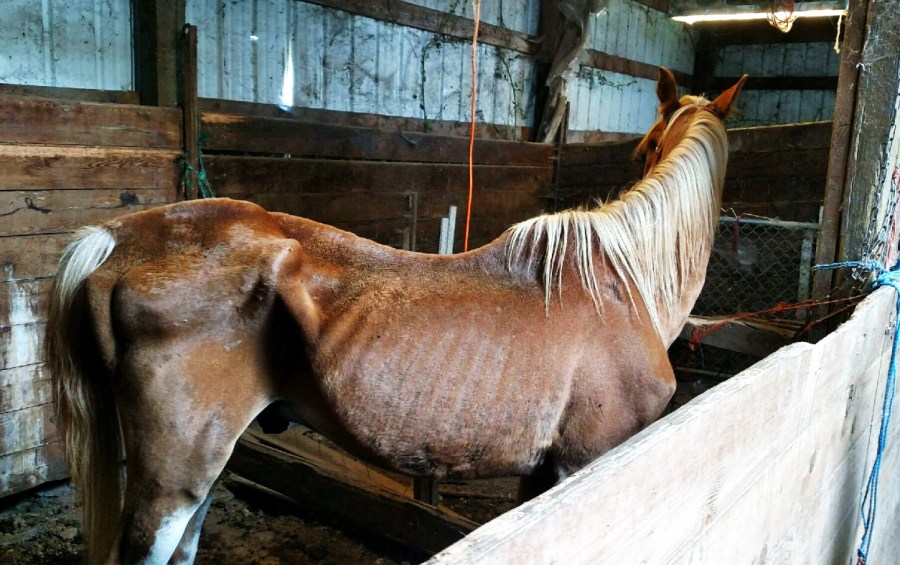 doug the horse_337602