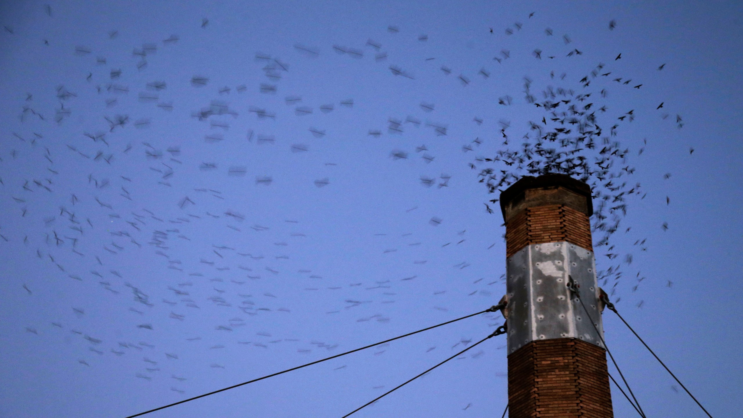 Migratory Bird Decline_352786