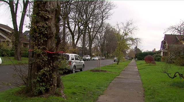 Diseased trees on Alyssa Gregg's Southeast Portland yard will be removed on Dec. 2, 2016 (KOIN)