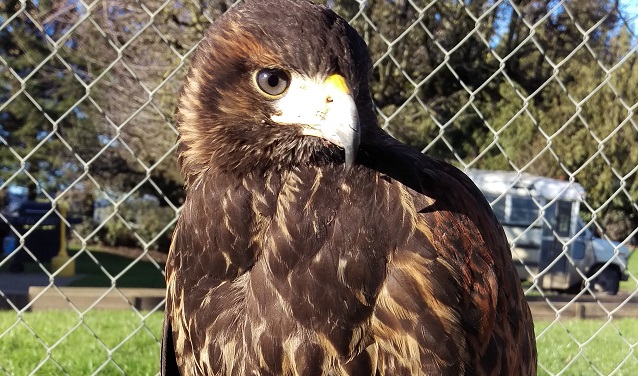 harris-hawk-01052017_389083