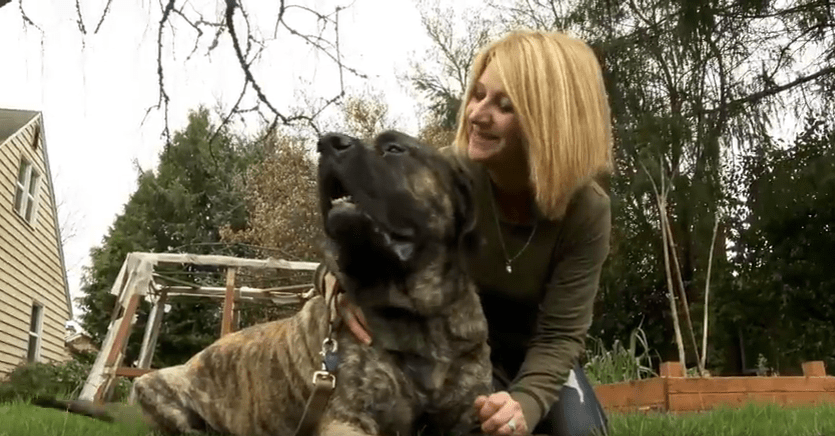 Mastiff Rescue Oregon_456437