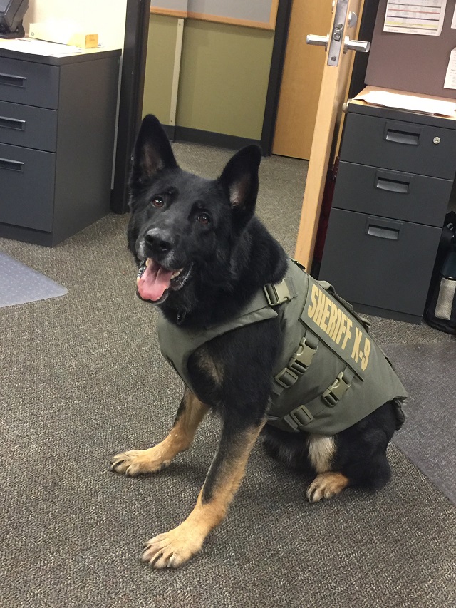 Multnomah County Sheriff's Office K9 Ranger. (MCSO)