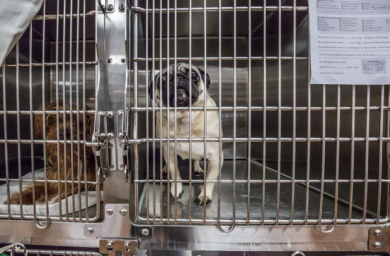 Canine patients wait for dental procedures at Hannah the Pet Society. (Portland Tribune_Jonathan House)_439331