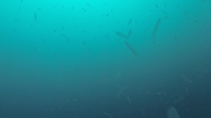 Thousands of pyrosomes hang in the water off the Oregon Coast. (Photo by Hilarie Sorensen/University of Oregon via NOAA)