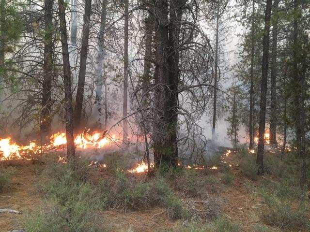 The McKay Fire near La Pine, grew to approximately 1,219 acres, August 30, 2017 (USFS)