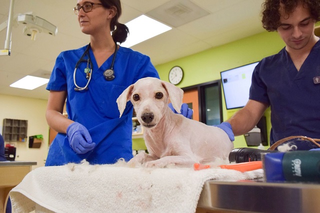 DoveLewis Phillip stray dogs adopted together