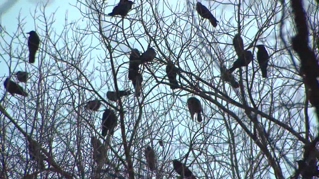 generic crows 01072015_111637