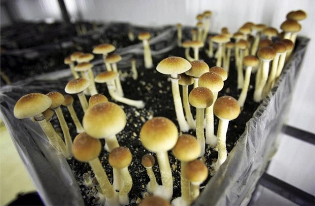 magic mushrooms_1522014993290.jpg.jpg