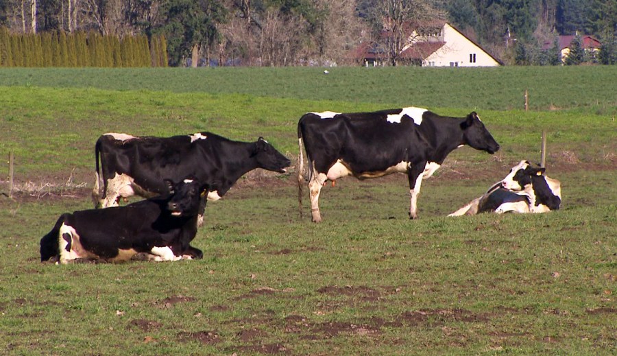 schoch cows_269463