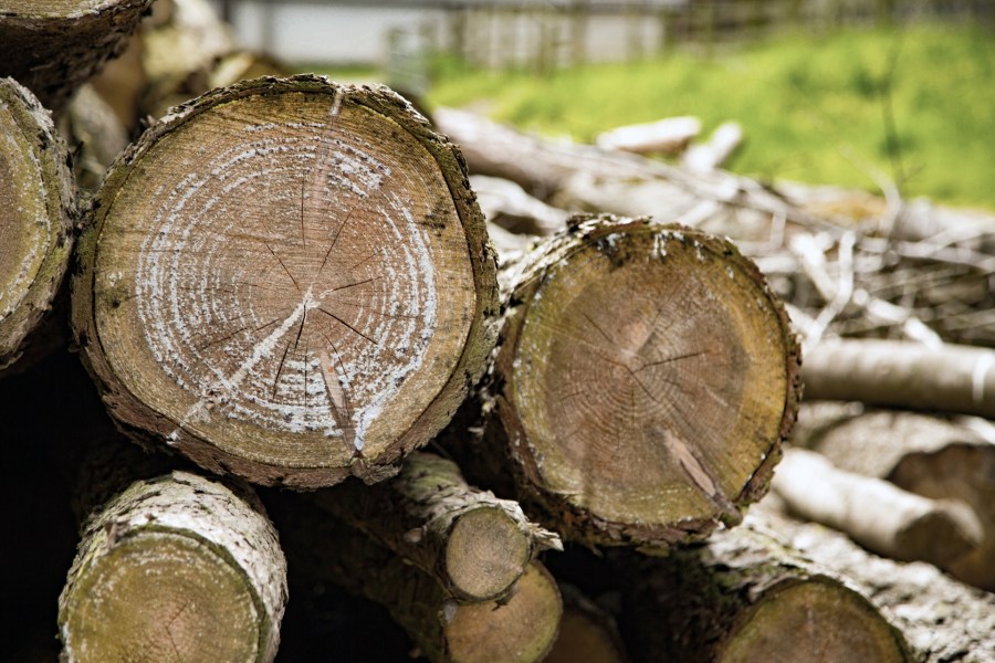 A pile of trees generic logging logs_489371