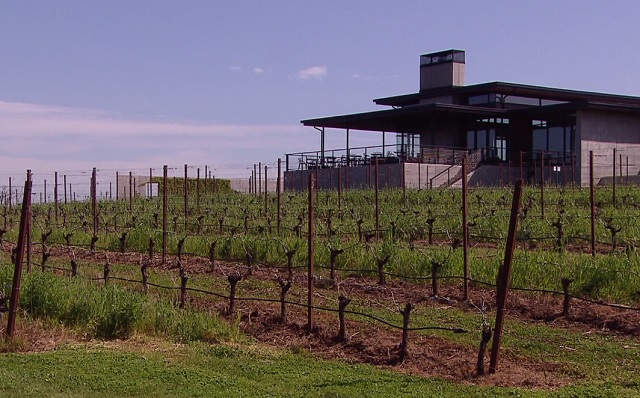 ponzi vineyard wine grapes harvest