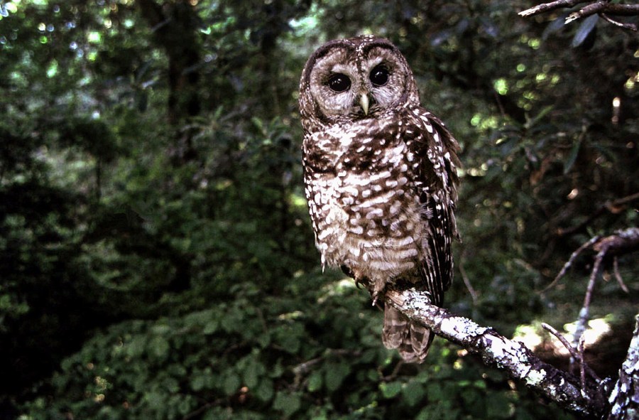 Spotted Owl