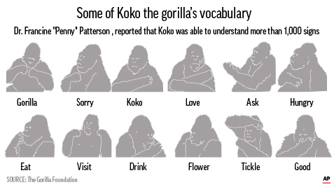 KOKO SIGN LANGUAGE-159532.JPEG51962517