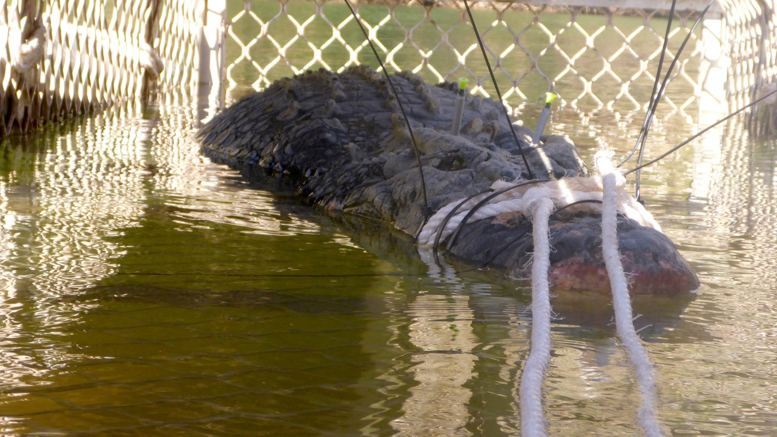 Australia_Crocodile_33782-159532.jpg16811802