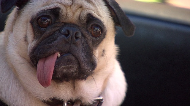 generic dog pug_1523212264064.jpg.jpg