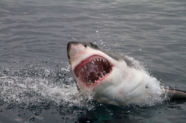 great white shark_1532546014735.jpg.jpg