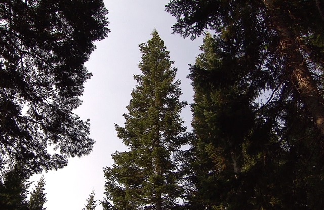 Generic douglas fir 2_1533763621201.jpg.jpg