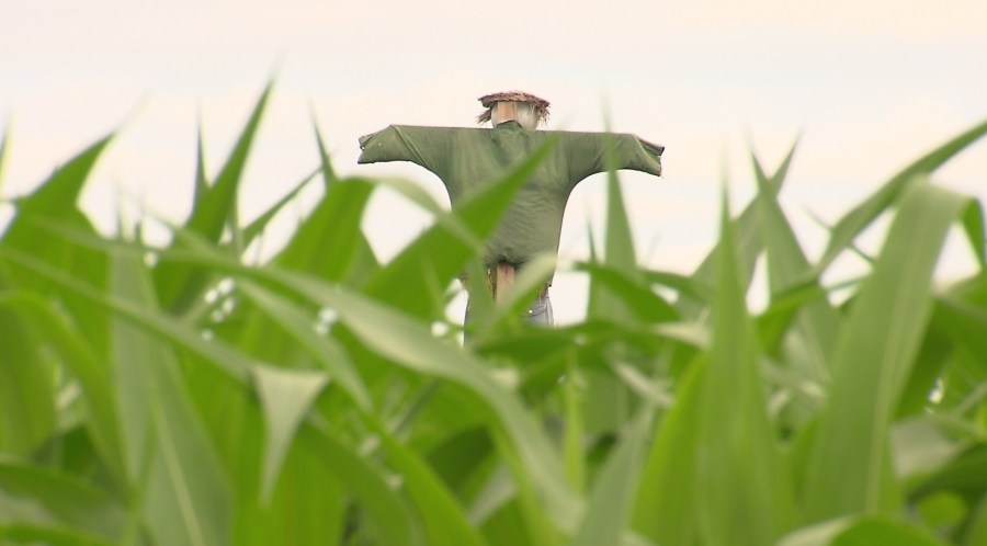 corn maze generic_1535848002833.jpg.jpg