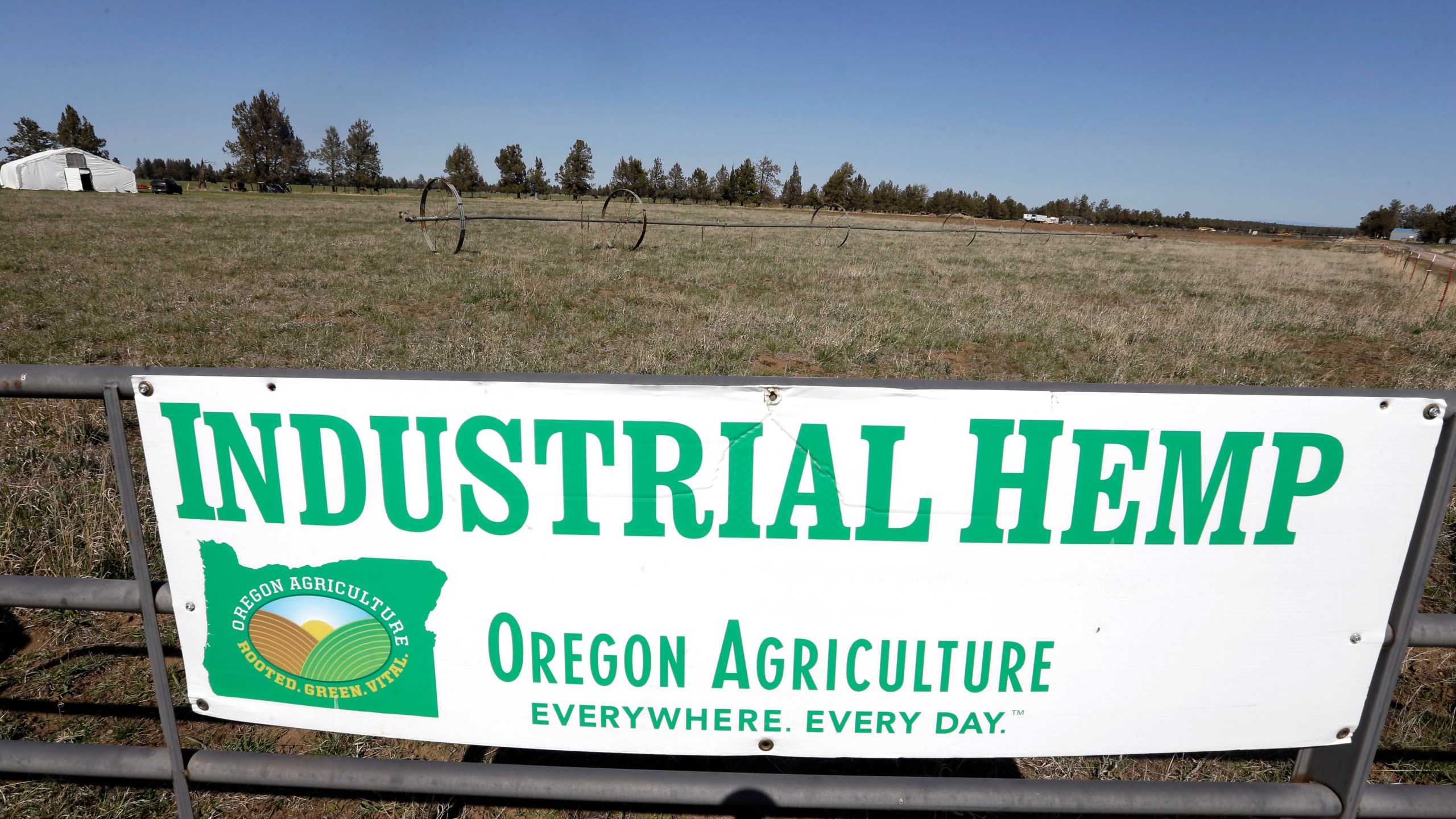 Marijuana_to_Hemp_CBD_Boom_18914-159532.jpg29614257