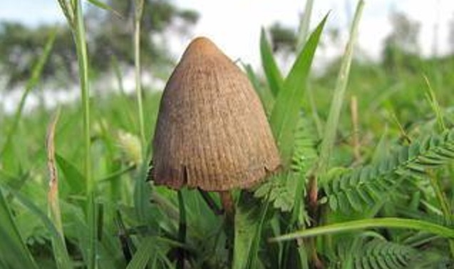 generic psilocybin mushroom 12032018 dea_1543873875402.jpg.jpg