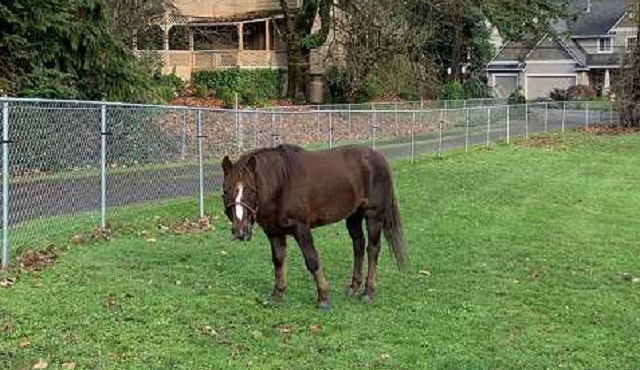 west linn horse 12202018 pamplin_1545437803682.jpg.jpg