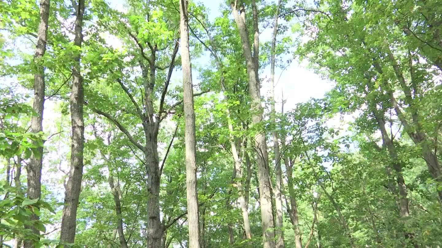 Hidden_History__Slave_cemetery_in_Maryla_0_20190114184027