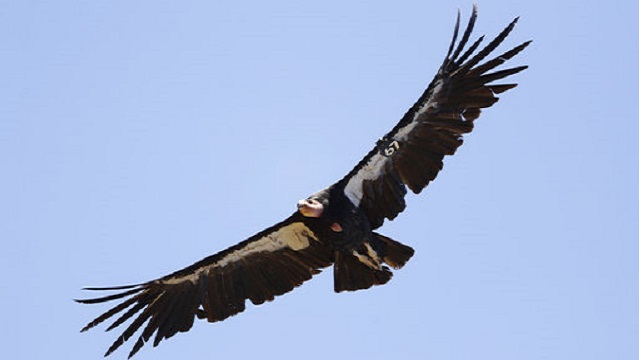 generic California Condor 04052019