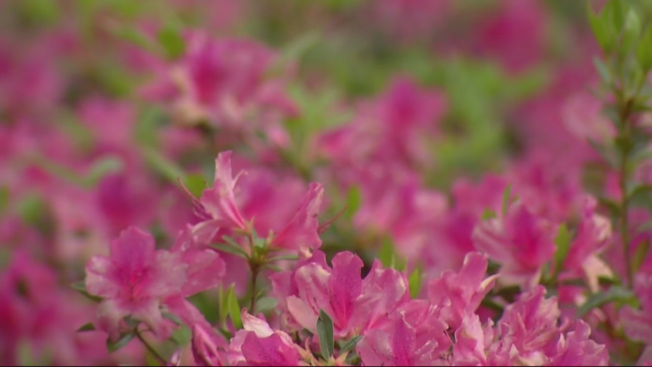 "Out There...Somewhere": Azaleas will help ANWA play prettier