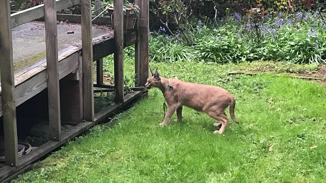 loose caracal nw portland 04122019_1555124565562.jpg.jpg