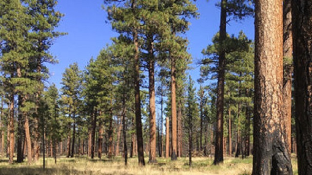 generic ponderosa pine trees sisters central oregon_1557449095808