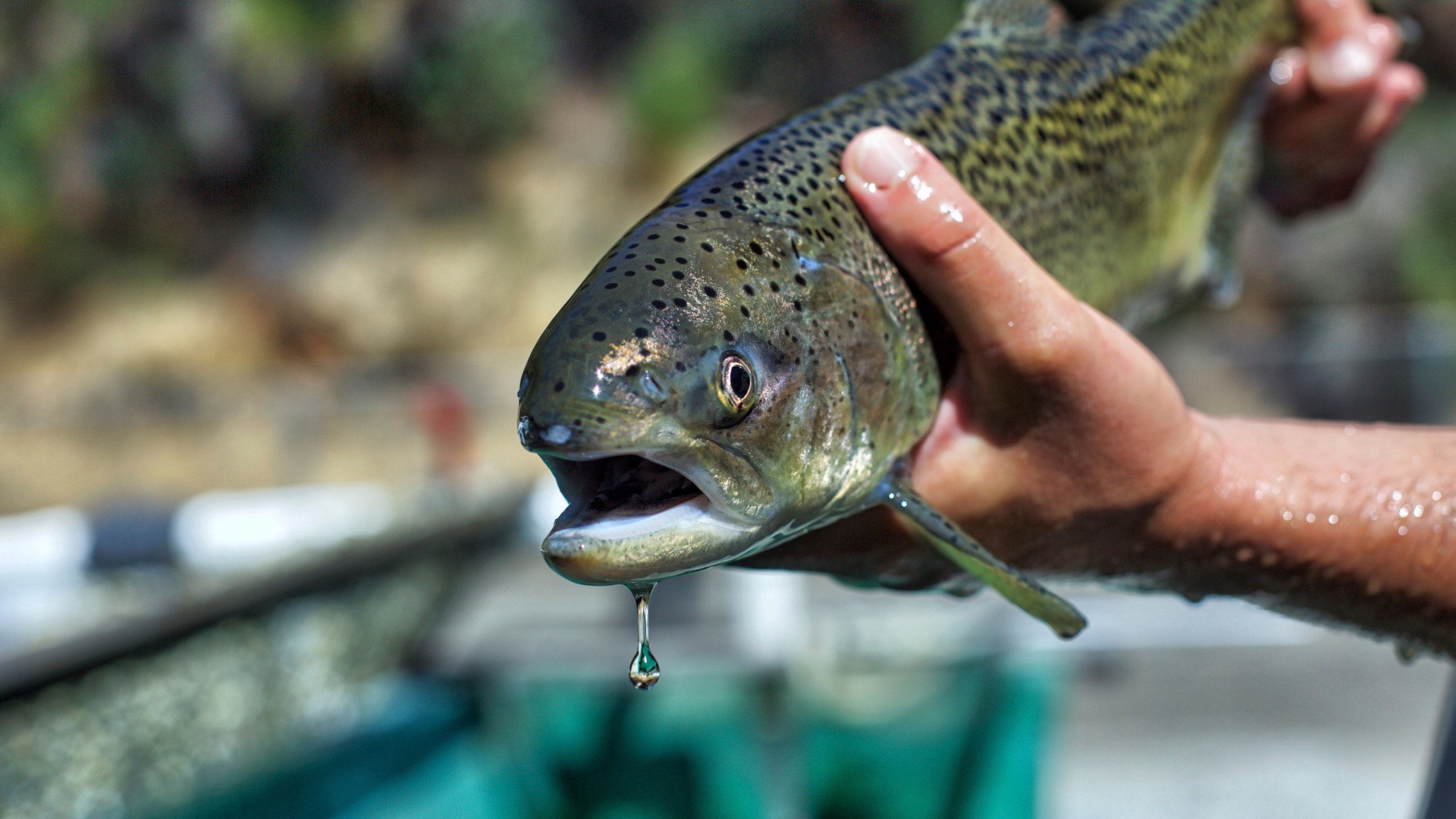 California_Salmon_Dams_27800-159532.jpg12536696