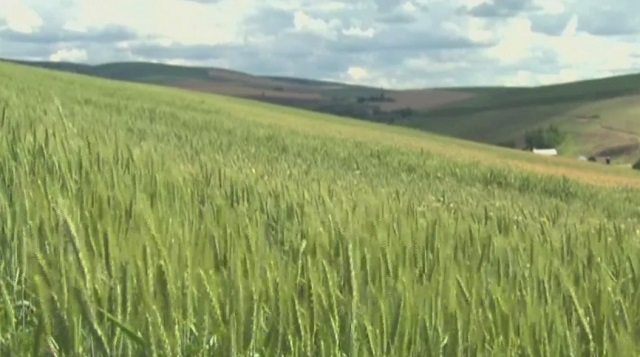 generic wheat field farm oregon_1557875650181.jpg.jpg