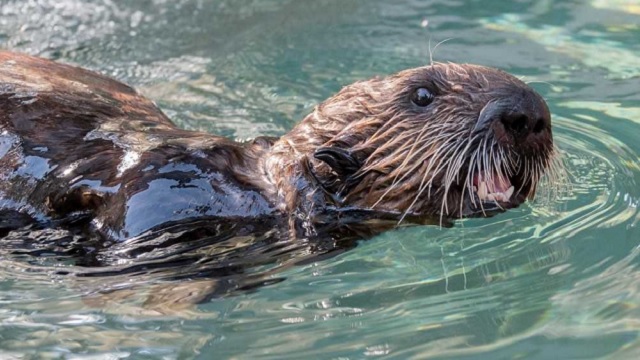 sea otter pup Uni 05032019_1556935320230.jpg.jpg