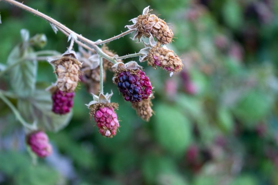 Heat-damaged berries