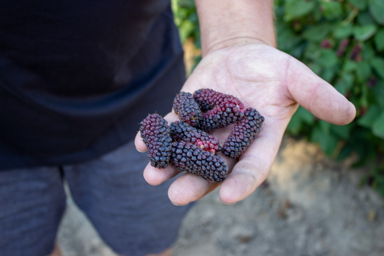 Heat-damaged berries