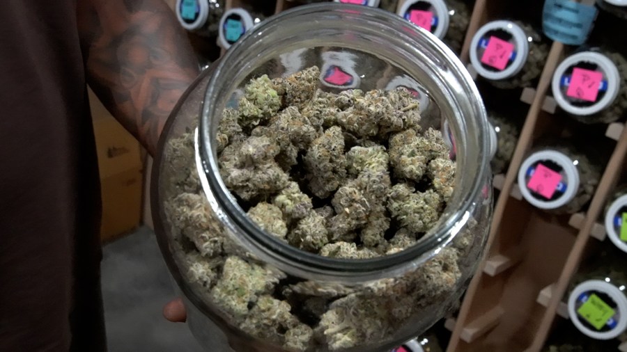 A best-selling Platinum Garlic Cookies strain cures in a glass jar at LOWD cannabis company in Northeast Portland. June 16, 2021 (KOIN).