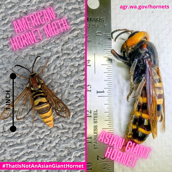 American hornet moth and Asian giant hornet